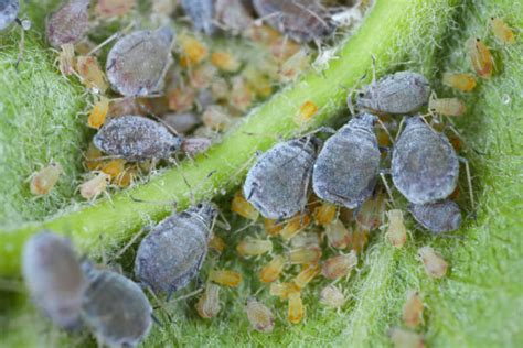 20+ How To Prevent Aphid Infestation Stock Photos, Pictures & Royalty ...