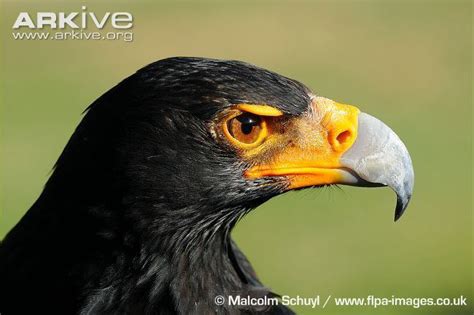 Verreaux's eagle - Alchetron, The Free Social Encyclopedia