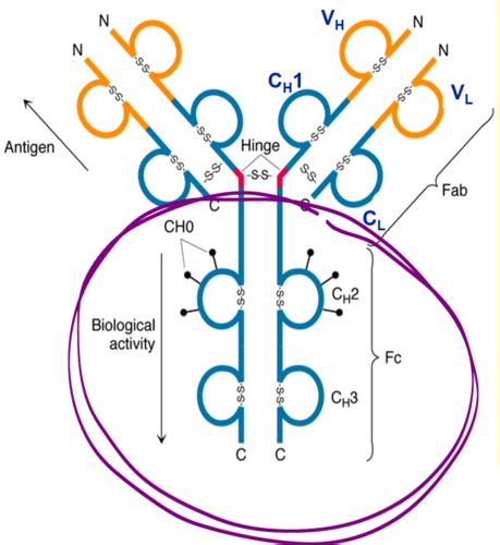 E Lecture Antibody Structure And Function Flashcards Quizlet