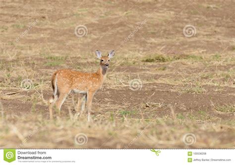 Whitetail fawn with spots stock photo. Image of artiodactyla - 100536208