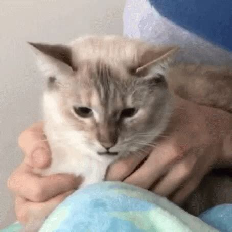 Cat Hiss GIF - Cat Hiss Hissing - Discover & Share GIFs