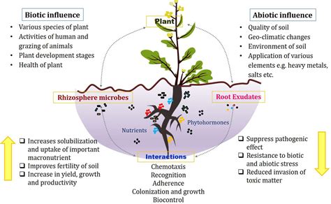 Frontiers Revisiting Plant Microbe Interactions And Microbial Consortia Application For