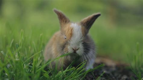 Cute Baby Bunny Eating Grass Baby Animals Stock Footage Sbv 347790668