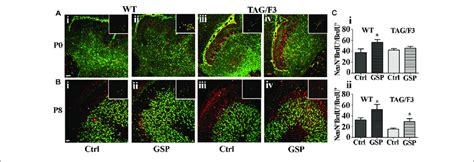 Cerebellar Precursors Neuronal Commitment Is Promoted In Newborn And