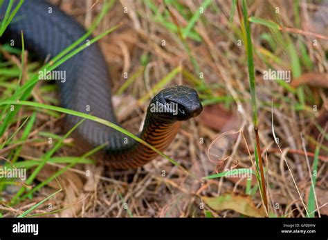 Red Belly Black Snake Stock Photo - Alamy