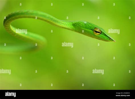 Snake camouflage hi-res stock photography and images - Alamy