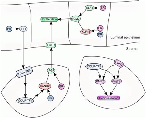 The Role of Steroid Hormone Receptors in the Establishment of Pregnancy ...