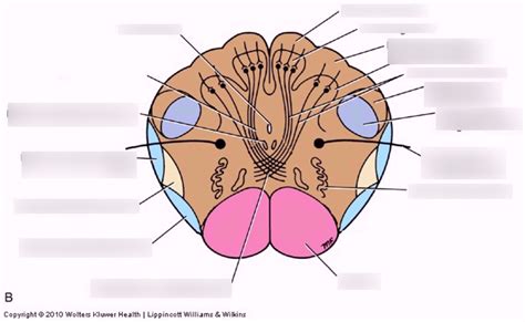 Brain Stem Cut 2 Medulla Sensory Decussation Diagram Quizlet