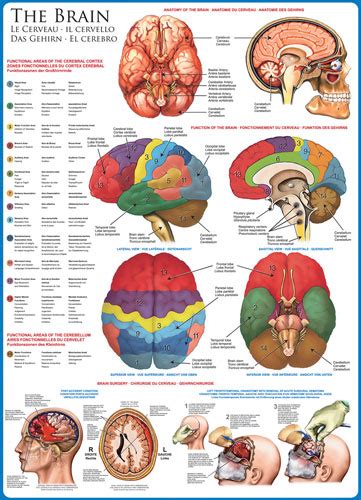 The Brain Pieces Eurographics Puzzle Warehouse