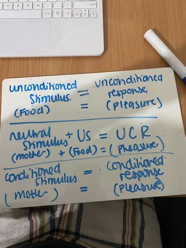 A Level Psychology Attachment Explanations Of Attachment Flashcards