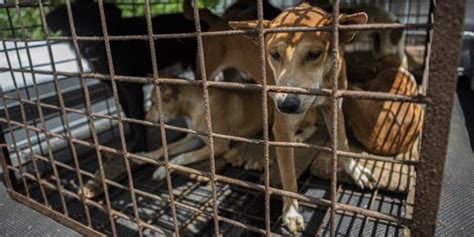 Erster Markt In Indonesien Stellt Handel Mit Hunde Und Katzen Ein Nau Ch