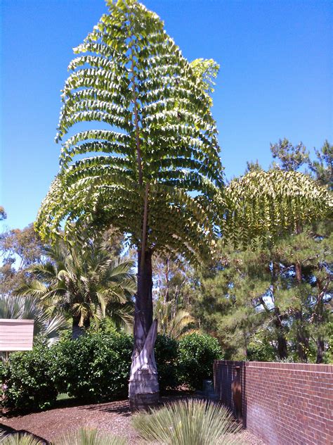 Caryota Gigas In The San Diego Area Palm Tree Flowers Tropical