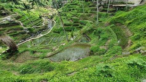 Premium Photo | Photograph of beautiful view of terraced rice fields in ...