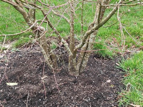 Maple pruning advice please? — BBC Gardeners' World Magazine