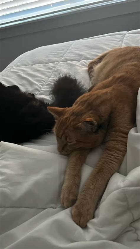 Sleepy Big Orange Tabby Cat Yawning And Sleeping Next To Black Kitten