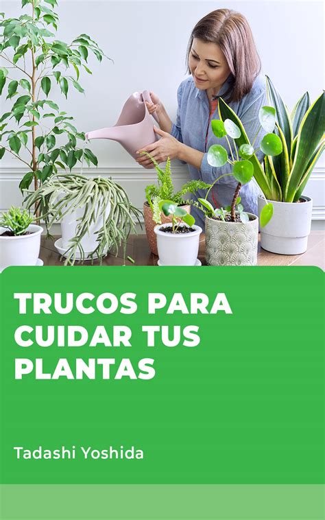 Resumen De Art Culos Como Cuidar Las Plantas De Exterior