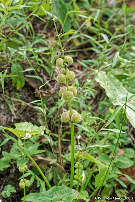 Broadleaf Arrowhead Sagittaria Latifolia More Fall Wi Flickr