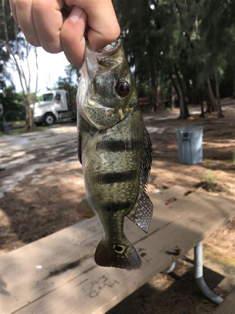 Wolf Lake, Fort Lauderdale. Has to be a peacock, right? : r/whatisthisfish