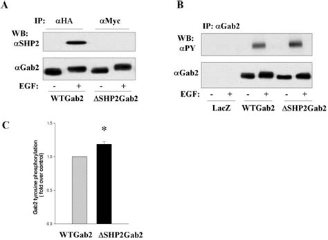 SHP2 Binding Negatively Regulates EGF Induced Gab2 Phosphorylation A