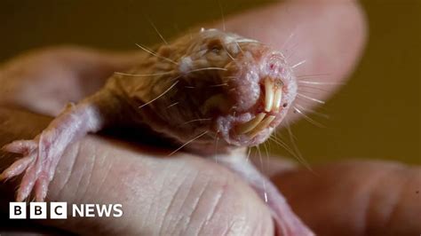 Unlocking The Secrets Of Longevity Naked Mole Rats Reveal DNA Repair Mechanism Breaking News