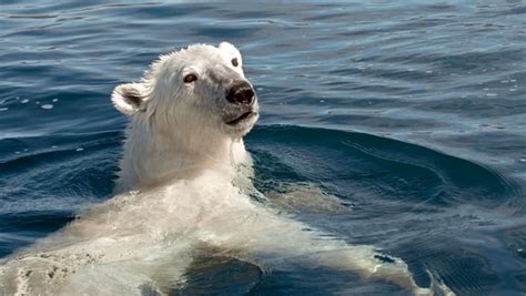 Sommer der Eisbären Überleben in Kanadas Wildnis NDR de Fernsehen