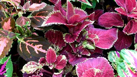 Colorful Foliage Plants Decorative Leaves Like Flowers 10806102 Stock