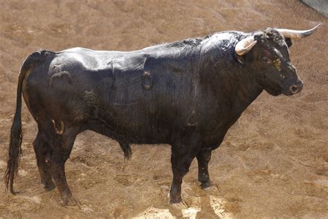 Orden De Lidia De Los Toros De El Parralejo Plaza De Toros De La