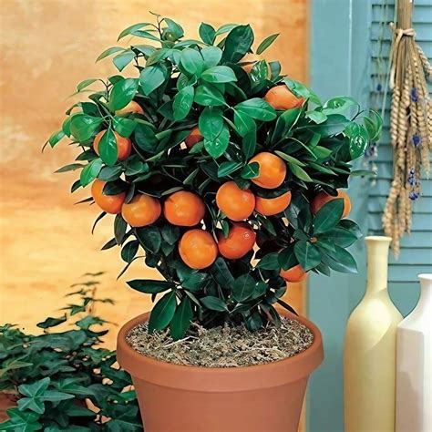 Newseller Full Sun Exposure Orange Fruit Plant For Outdoor At Rs 60