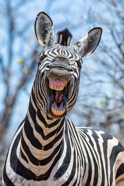 7900 Funny Zebra Stock Photos Pictures And Royalty Free Images Istock