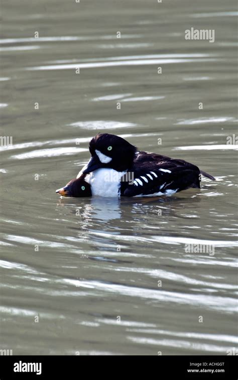 Barrows Goldeneye Bucephala Islandica Stock Photo Alamy