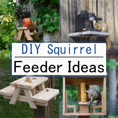 15 Cheap And Easy DIY Squirrel Feeder Ideas - Teb DIY