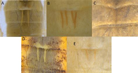 Light microscopy of ctenidia shaft shape variation, shape morphology as ...