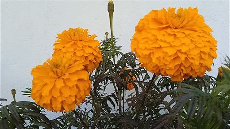 Marigold Flower 🏵️ Youtube