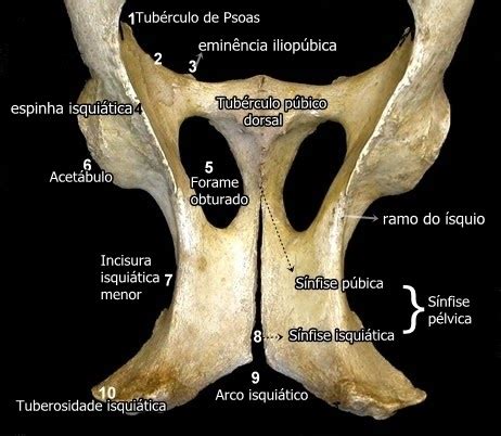 Curso de Medicina Veterinária OSTEOLOGIA DO MEMBRO PÉLVICO