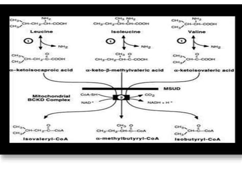 Disorders Of Amino Acid Metabolism Ppt