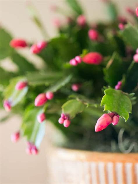 Thanksgiving Cactus Care - Green Garden Cottage