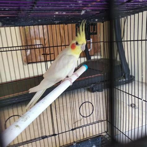 Jual Falk Burung Parkit Australia Pemakan Milet Shopee Indonesia