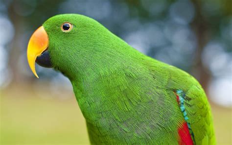 Ecletto Eclectus Roratus Tutto Pappagalli