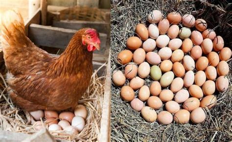 9 consejos para conseguir que las gallinas pongan más huevos Mi