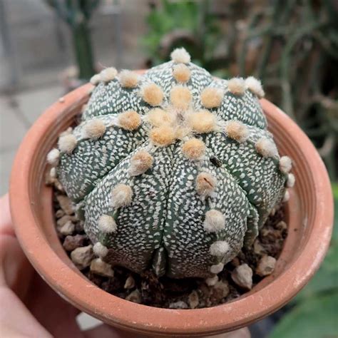 Astrophytum Asterias Cv Super Kabuto Hybr Uhlig Kakteen Ber