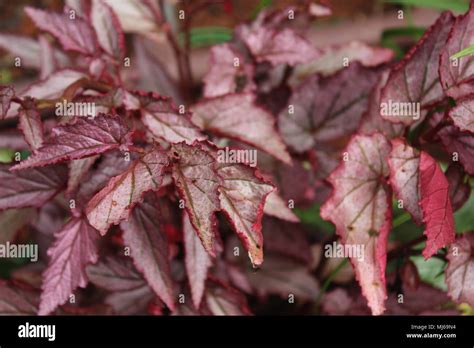 Rex Begonia Begonia Rex Hi Res Stock Photography And Images Alamy