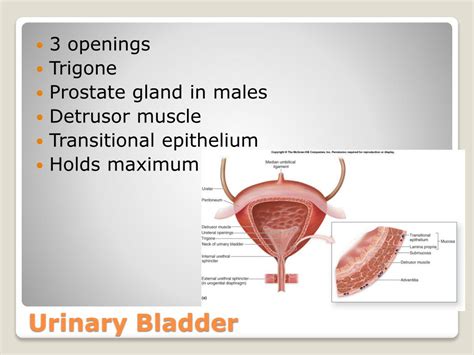 PPT - Chapter 15 Urinary System PowerPoint Presentation, free download ...