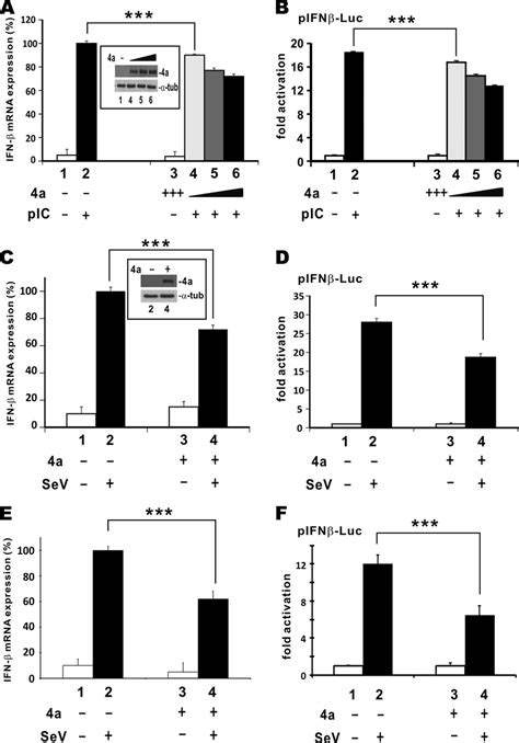 Mers Cov 4a Inhibits Type I Ifn Production Induced By Polyi·c Or Download Scientific Diagram