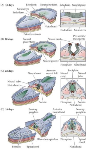 Neu2 The Development Of The Nervous System Flashcards Quizlet