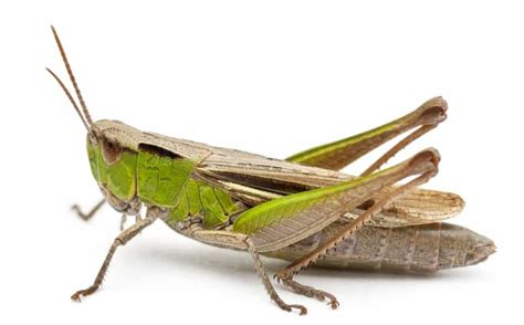 7 Different Types of Crickets | Insect photos, Insects, Cricket insect