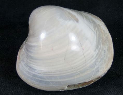 Polished Fossil Clam - Large Size (#9536) For Sale - FossilEra.com