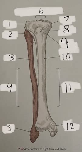 The Tibia Fibula And Patella Flashcards Quizlet