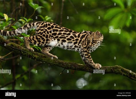 Una Salvaje Gato Margay Leopardus Wiedii En Un Rbol Cerca De El