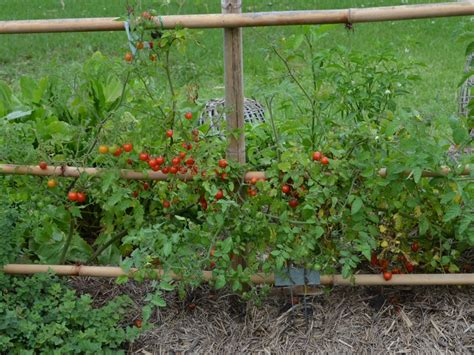 Cherry Tomatoes | Gardening With Angus