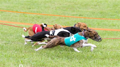 Oval Track Racing - Basenji Club of Southeastern Wisconsin